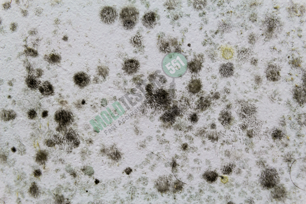 black mold on white wall