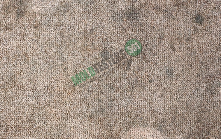 mold in carpet