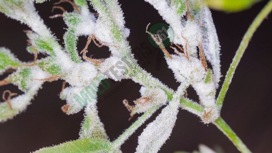 white mold on a plant