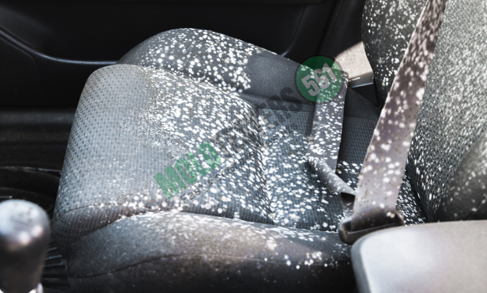 mold growth in car