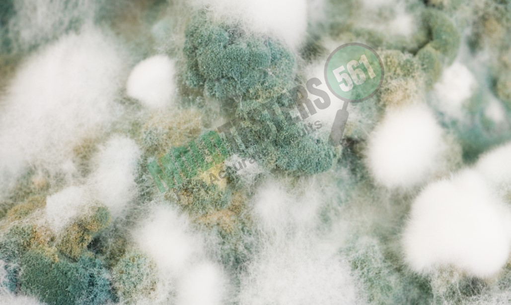 mold vs mildew