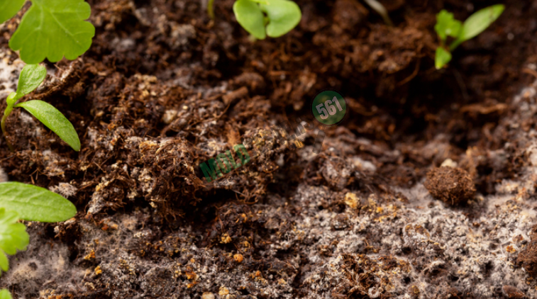 mold on soil