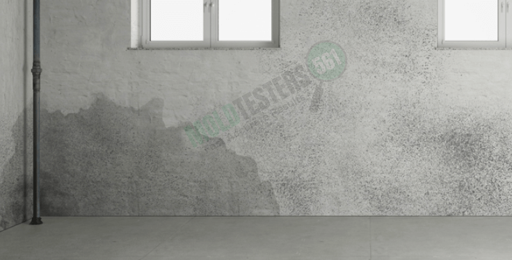 presence of mold in basement