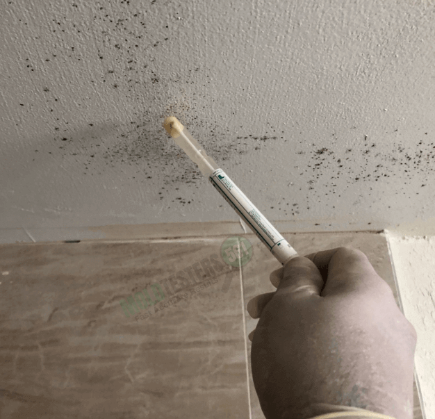 Fort Lauderdale mold inspection